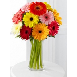 color gerbera daisy vase to philippines