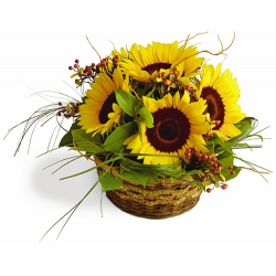 6 Pieces Sunflower in a Basket