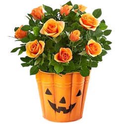 Bewitching Beauty Halloween Mini Rose to Philippines